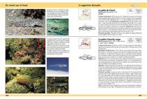 Guide d\'identification des Poissons Marins Europe et Méditerranée