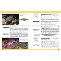 Guide d\'identification des Poissons Marins Europe et Méditerranée